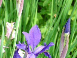 Iris sibirica2